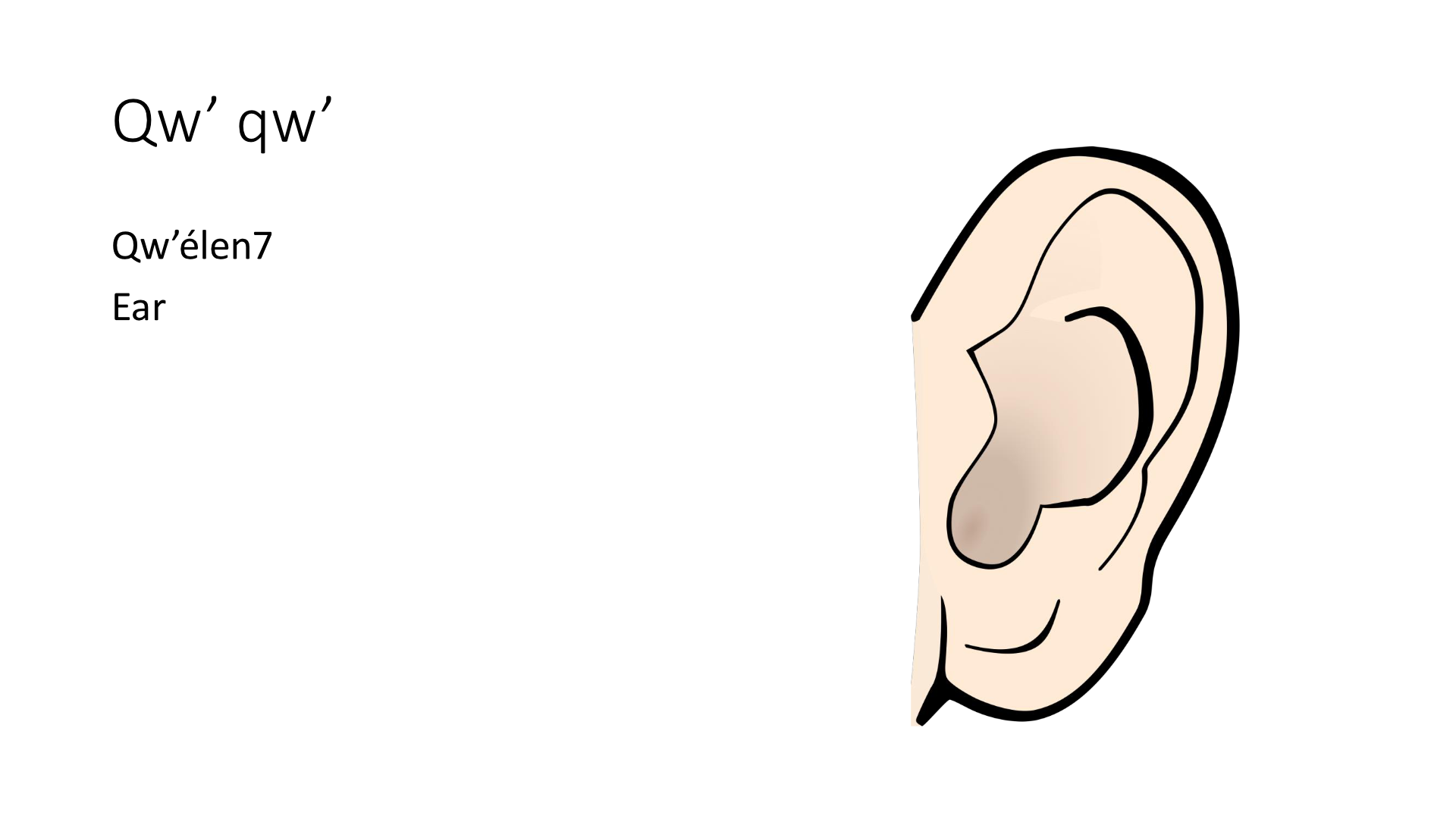 Illustration of an ear