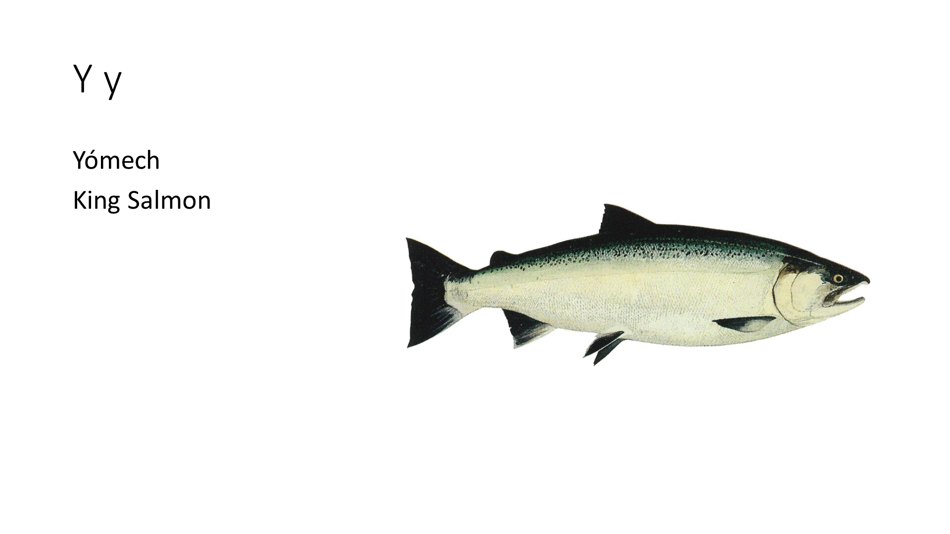 Illustration of a King Salmon