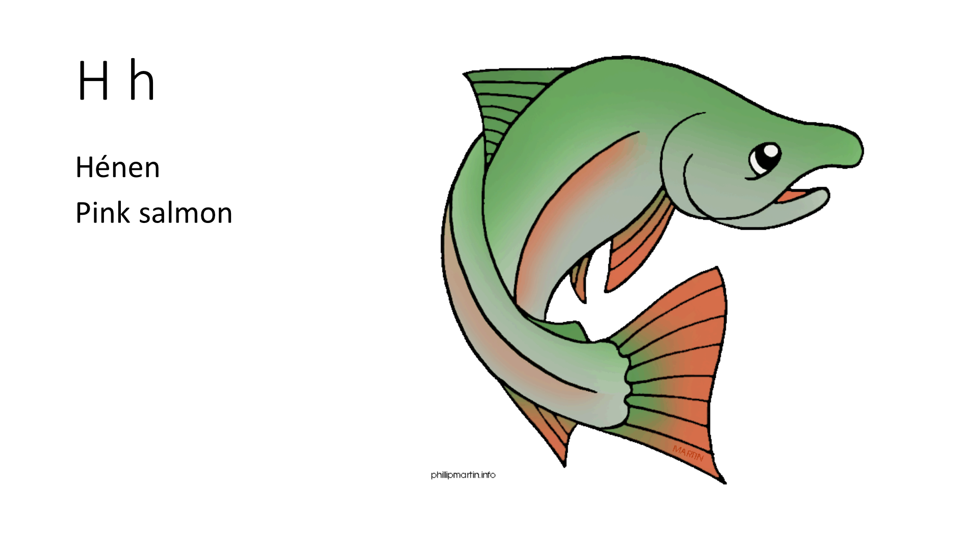 An illustration of a Pink Salmon