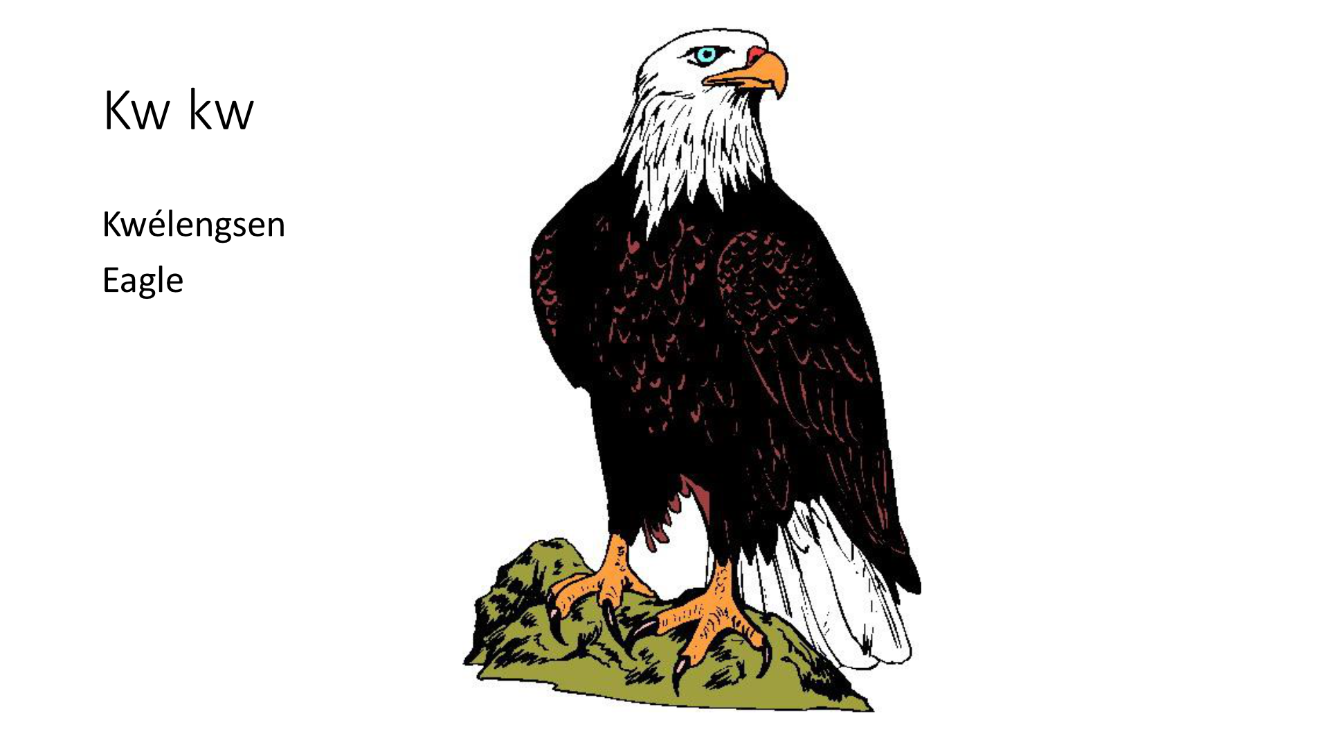 Eagle illustration