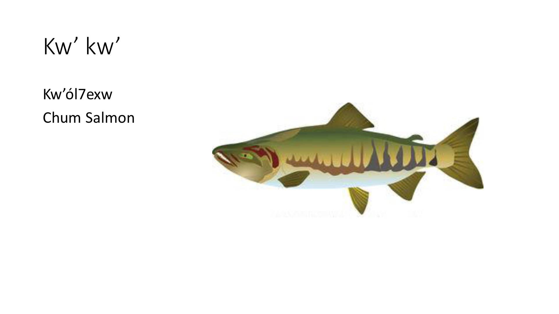 Illustration of Chum Salmon