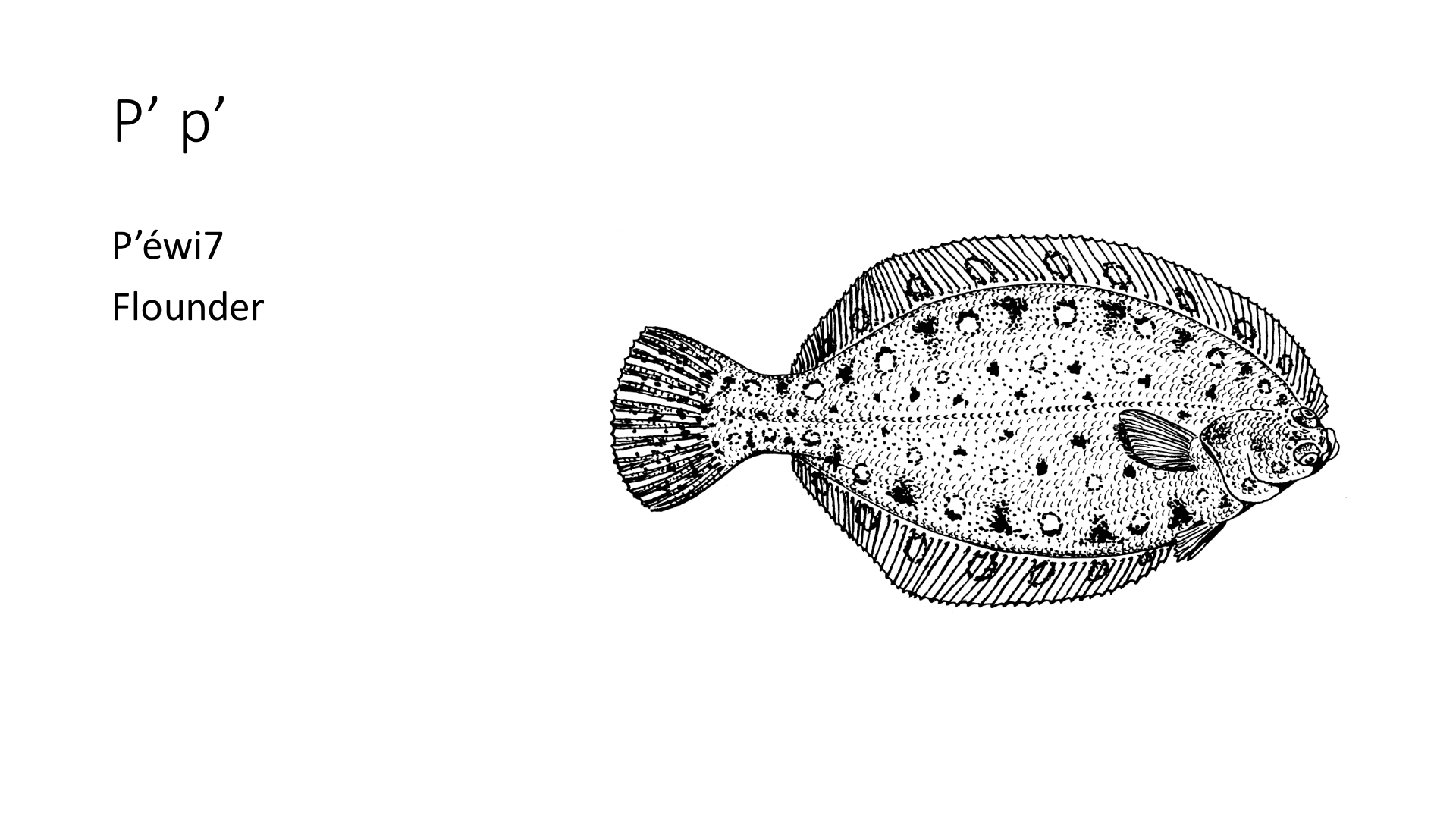 Illustration of a flounder