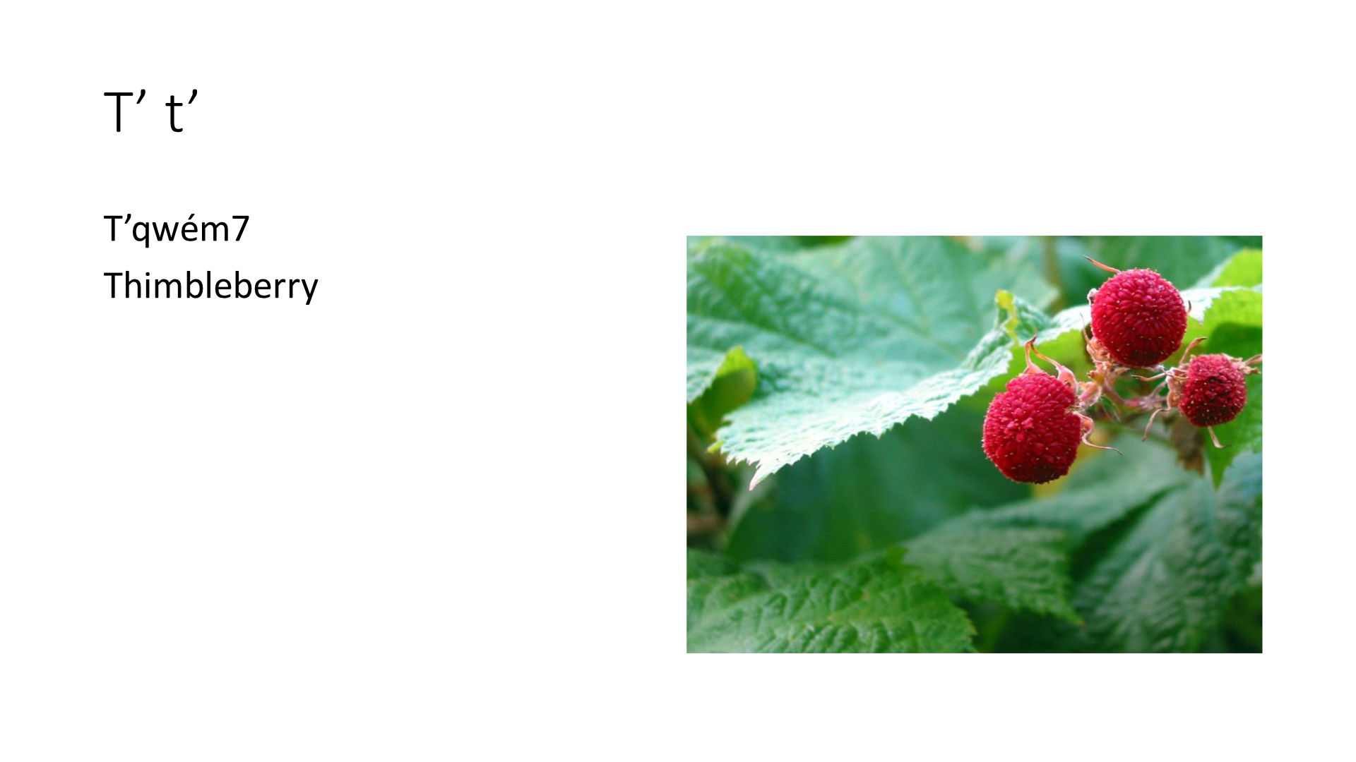 Photograph of a thimbleberry