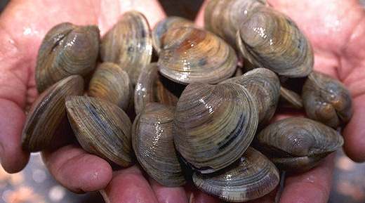 handful of steamer clams