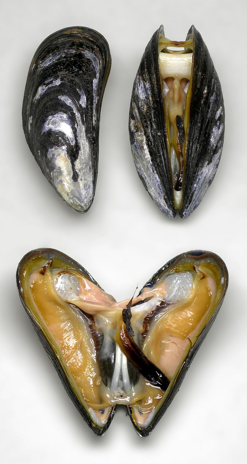 Mussels - one open and one closed
